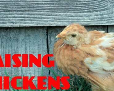 Raising Chickens 101: The Awkward "Teenage Chickens"