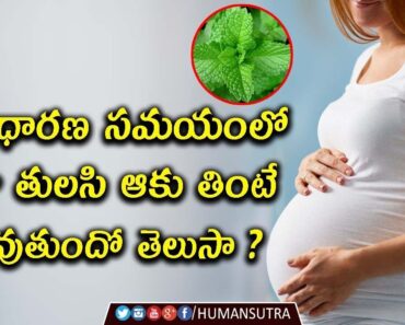 Amazing Benefits of Tulasi Leaves for Pregnant Women || Health Tips || Human Sutra