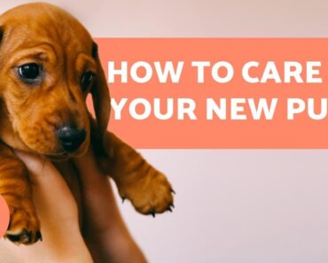 How to TAKE CARE of a PUPPY? 🐶 Complete Guide to Puppy Care