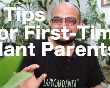 5 Tips for First Time Plant Parents | Getting your first plant
