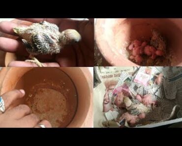 New Born Baby Budgies Care || Budgies breeding care || Parakeet breeding tips