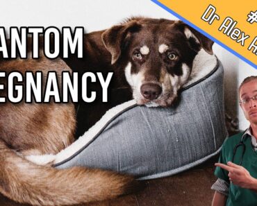False Pregnancy In Dogs (signs, symptoms + home treatment) – Dog Health Vet Advice