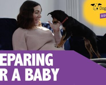 How To Prepare Your Dog For a New Baby – Expert's Advice and Tips | Dogs Trust Dog School