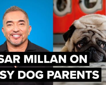 Cesar Millan’s advice for working doggy parents