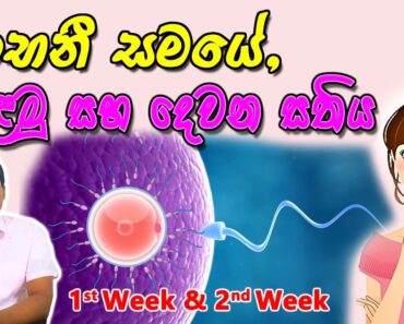 Pregnancy 1st and 2nd Week | Sinhala Medical Review | අම්මයි බබයි
