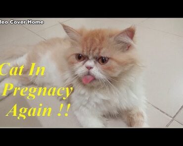 My Cat In Pregnancy Again !!! who Is Child's Father ?
