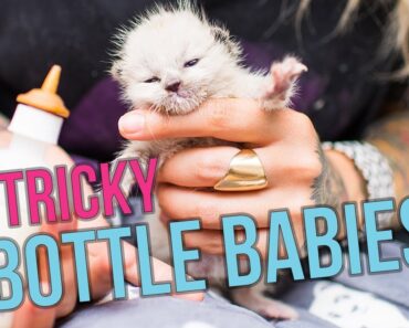 10 Tips for Tricky Bottle Baby Kittens