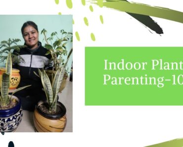 How to be a Good Plant Parent| Tips to keep your indoor plants healthy and happy