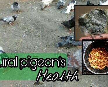 Natural pigeon's baby health || kiya kare ||  jab Kabootar ke bache healthy na ho
