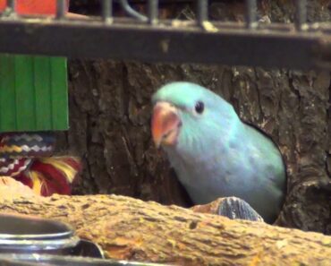 Parents encourage baby Indian Ringnecks to leave nest