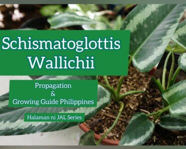 SCHISMATOGLOTTIS WALLICHII Propagation & Growing Guide Philippines