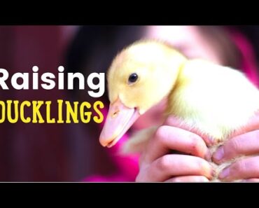 Raising Ducklings – The clean and easy setup to raise ducklings in the brooder