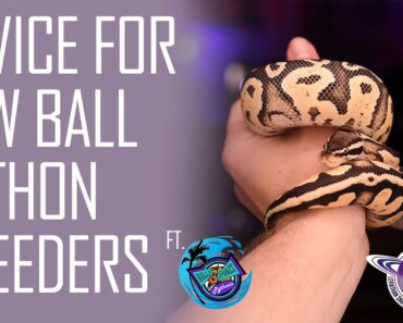 What is a Quality Ball Python? | Advice for New Ball Python Breeders (Ft. Balls & Strikes Pythons)