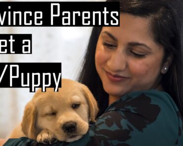 How to CONVINCE Your Parents to Get a PUPPY or a DOG – GUARANTEED to WORK!