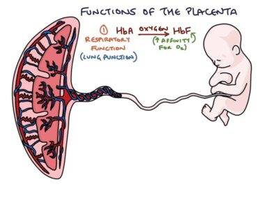 Understanding the Placenta