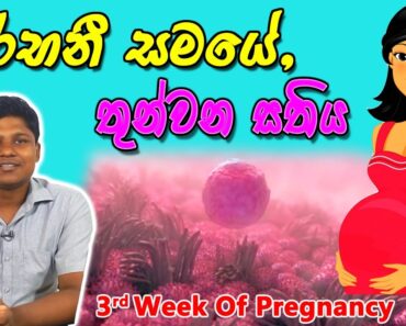 Pregnancy 3rd Week | Sinhala Medical Review | අම්මයි බබයි