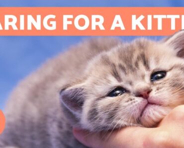 How to CARE for a KITTEN – Food, Education and Health