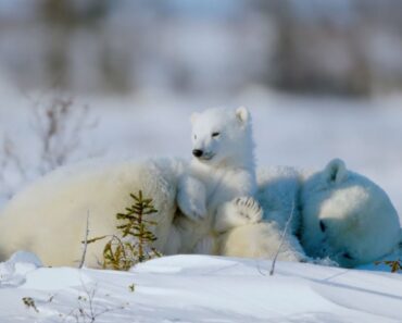 The Life of a Baby Polar Bear – Ep. 4 | Wildlife: The Big Freeze