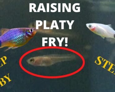 TIPS AND TRICKS TO RAISE YOUR PLATY FRY FROM NEWBORN! (Step by Step) **How to grow the FASTER**