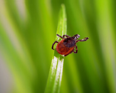 Here’s how to protect your kids from ticks