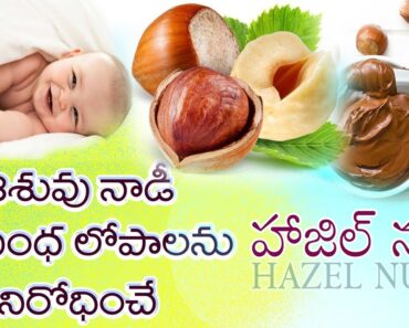 Hazel Nuts | Hazel Nuts For Baby Health | హజిల్ నట్స్