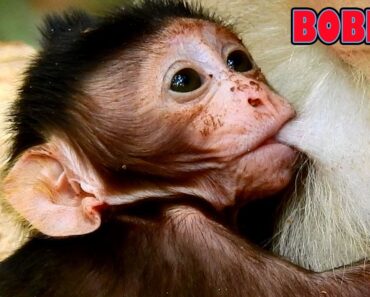 PITY BABY MONKEY BOBBY FACE SO DIRTY, MOM WORRY ABOUT BABY HEALTH, GIVE MILK & TAKE CARE