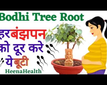 QUICK PREGNANCY TIPS l Bodhi Tree Benefits In Hindi l हर बंझपन को दूर करे ये बूटी. #heenahealth
