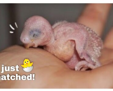 caring for newborn baby budgies // tips
