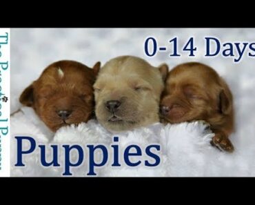 Newborn Puppies: Birth to 2 Weeks