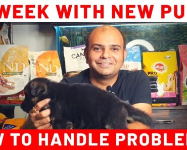 1st Week with New Puppy Dog Breed at Home |Handle Initial Problems | Live EXample | Baadal Bhandaari