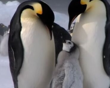 Penguin Parent Patrol | National Geographic