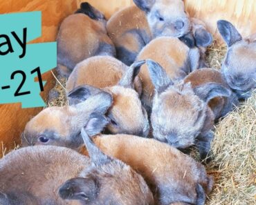 Raising Meat Rabbits – Kits Week 1-3