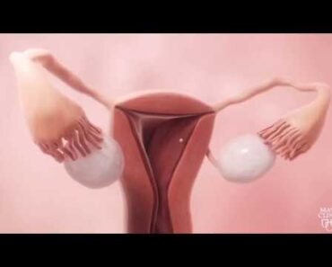 Female fertility animation