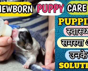 NEWBORN PUPPY CARE TIPS | PUPPIES स्वास्थ्य समस्या और उनके SOLUTION | PUPPY HEALTH CARE | PETS PLAZA