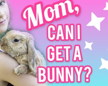 Tips To Convince Your Parents To Get You A Bunny ~ 100 SUBSCRIBER GIVEAWAY ANNOUNCEMENT