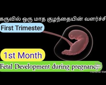1month Baby growth during pregnancy in tamil|fetus development in 1month|First trimester of pregiee