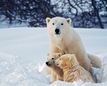 26 Interesting Facts About Polar Bears For Kids