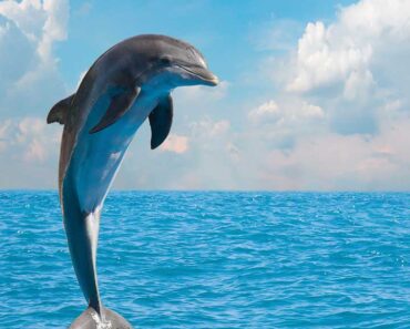 50 Fun And Fascinating Dolphin Facts for Kids