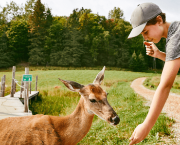 How to Plan an Unforgettable Family Adventure in the Outaouais